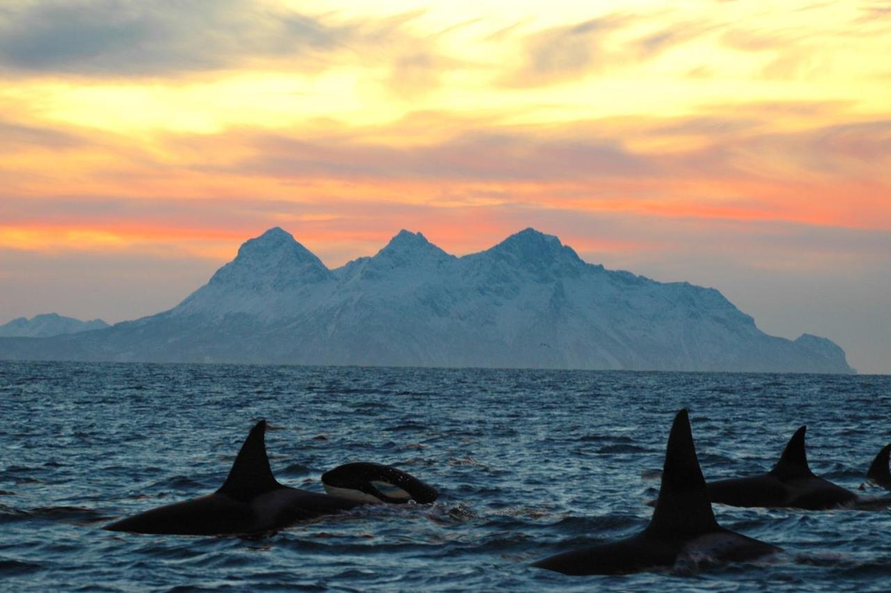 Kvalvika Retreat - Lofoten Leknes Dış mekan fotoğraf